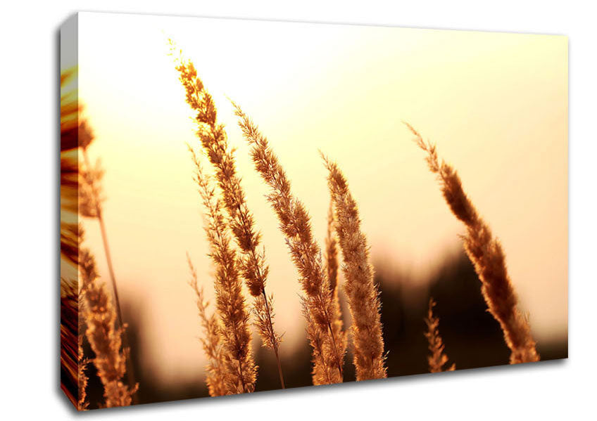 Yellow Sunset Canvas Wall Art
