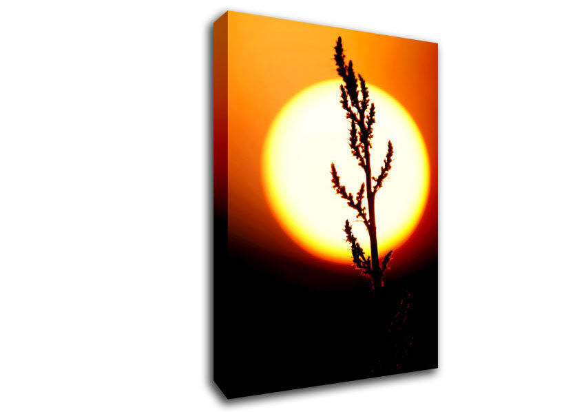 Stunning Sun Glow Orange Canvas Wall Art