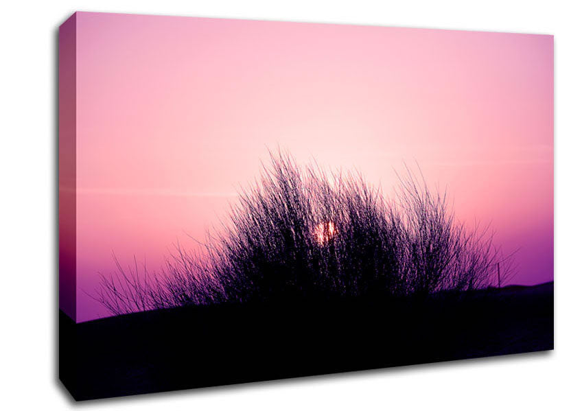 The Sun Reeds Pink Canvas Wall Art
