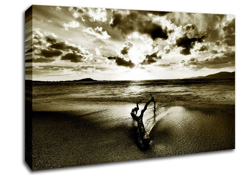 Driftwood Sepia Canvas Wall Art