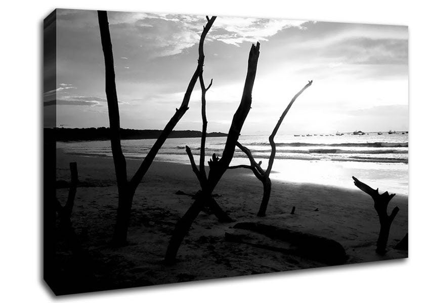 Driftwood Beach B n W Canvas Wall Art