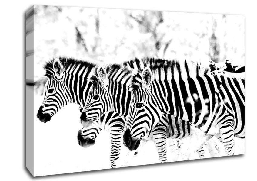 3 Zebras Canvas Wall Art