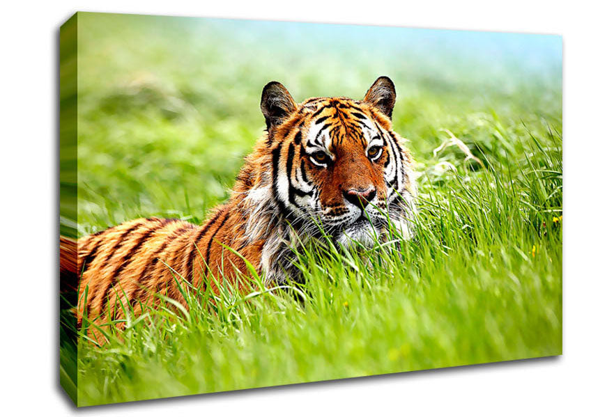 Amazing Siberian Tiger Canvas Wall Art
