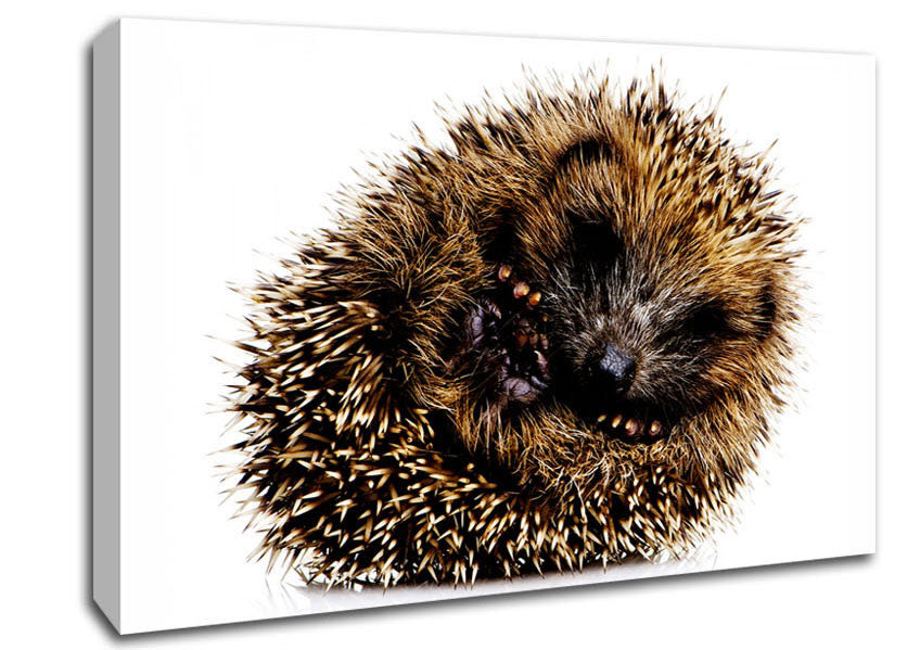 Baby Hedgehog Sleeping Canvas Wall Art