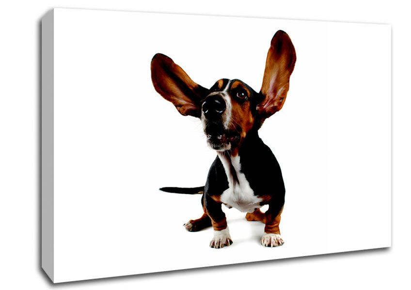 Bassett Hound Ears Canvas Wall Art