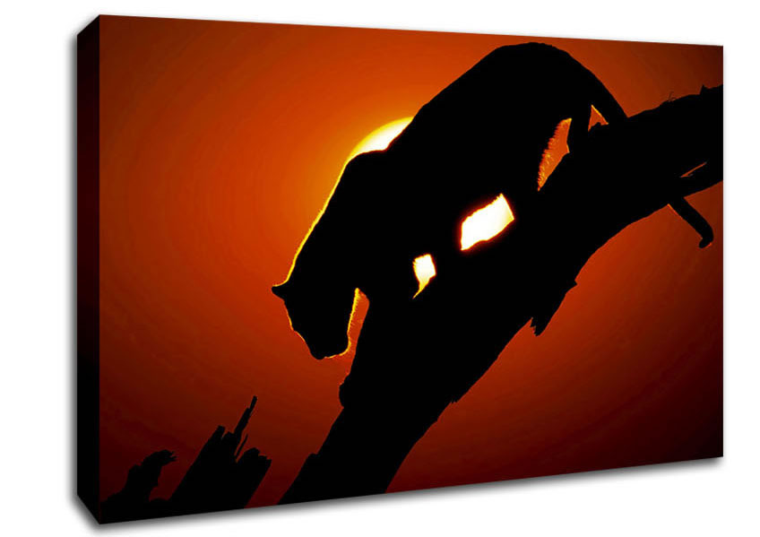 Big Cat In Sunlight Canvas Wall Art