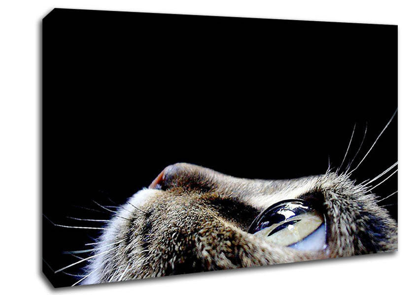 Cat Eyes Canvas Wall Art