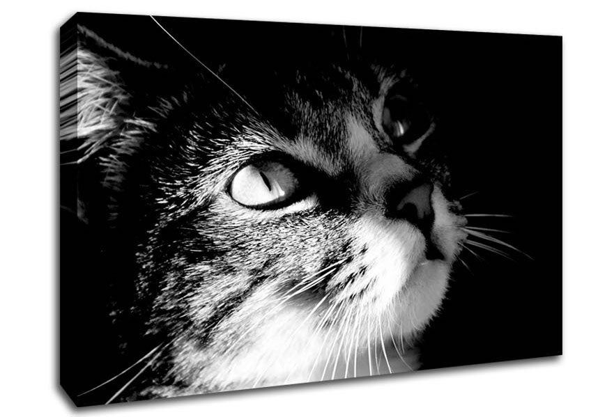 Cat Love Canvas Wall Art
