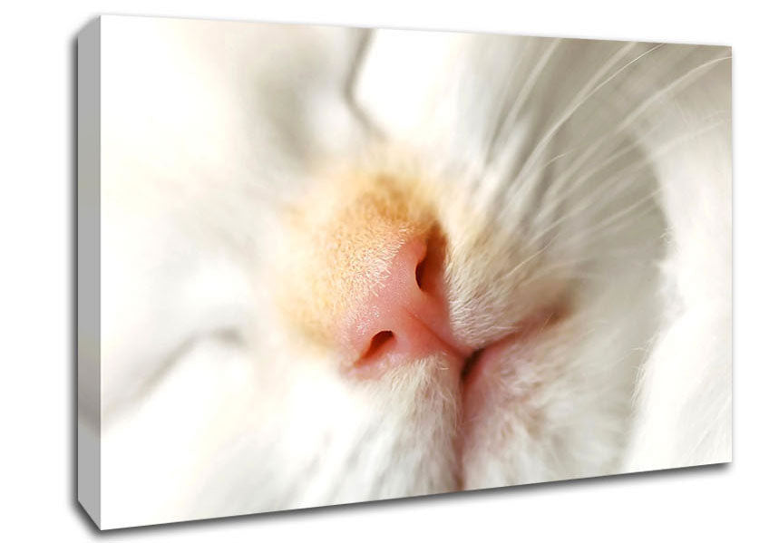 Cat Nose Canvas Wall Art