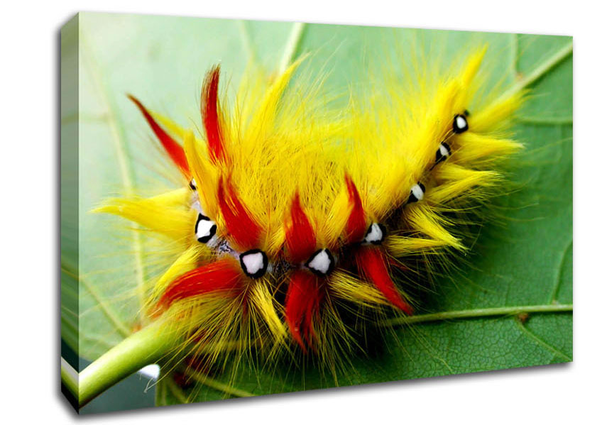 Caterpillar Beauty Canvas Wall Art