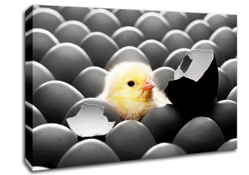 Chick Hatching Canvas Wall Art