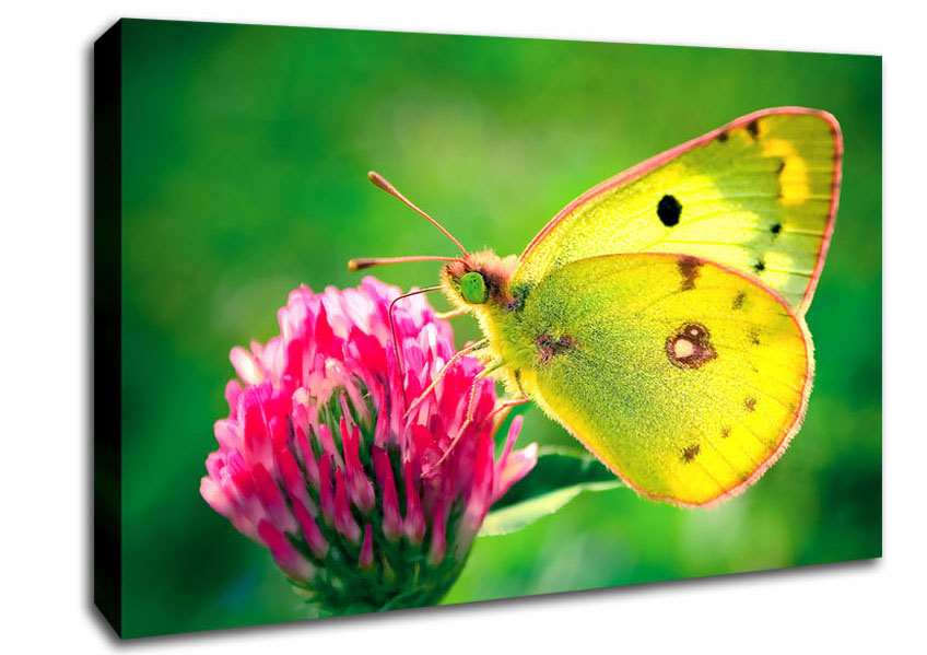 Colias Hyale Butterfly Canvas Wall Art