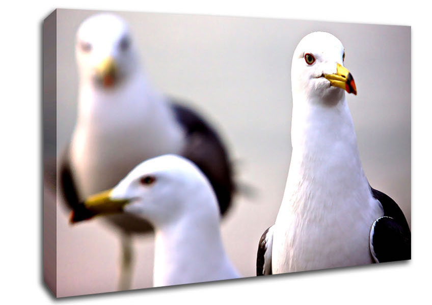 Curious Seagull Canvas Wall Art