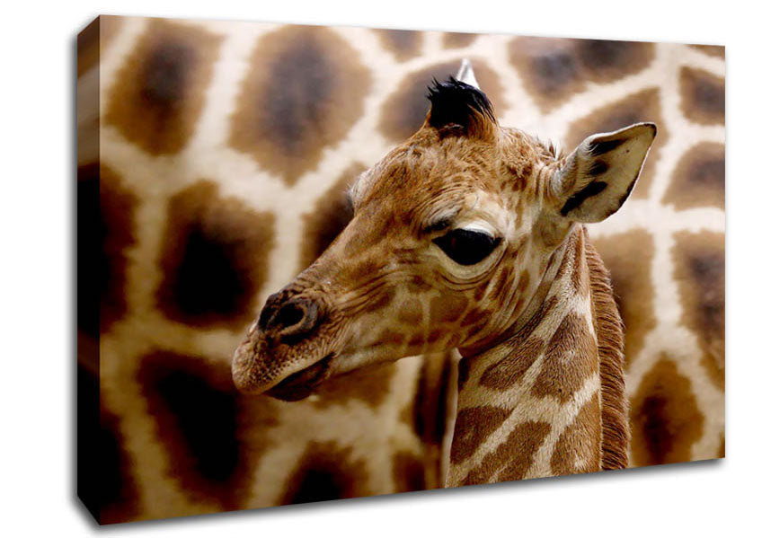 Cute Giraffe Canvas Wall Art