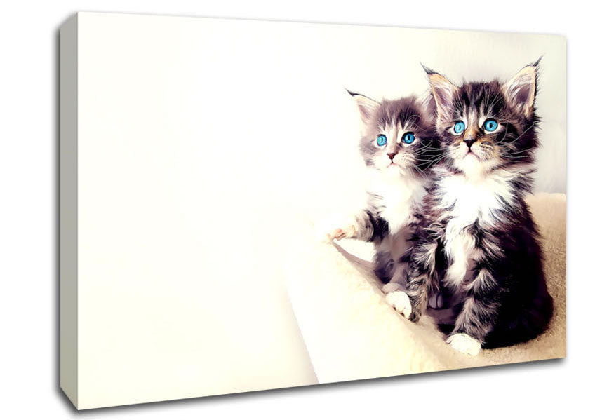 Cute Kittens Canvas Wall Art