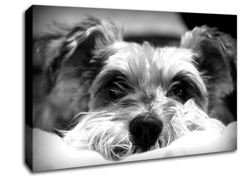 Dog B n W Canvas Wall Art