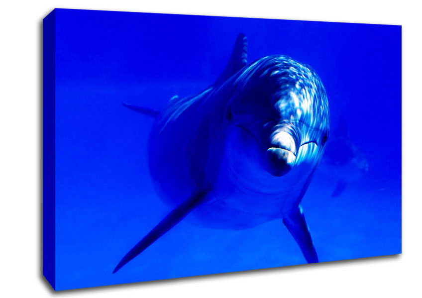 Dolphins Curiosity Canvas Wall Art