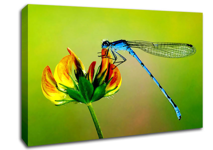 Dragonfly Beauty Canvas Wall Art