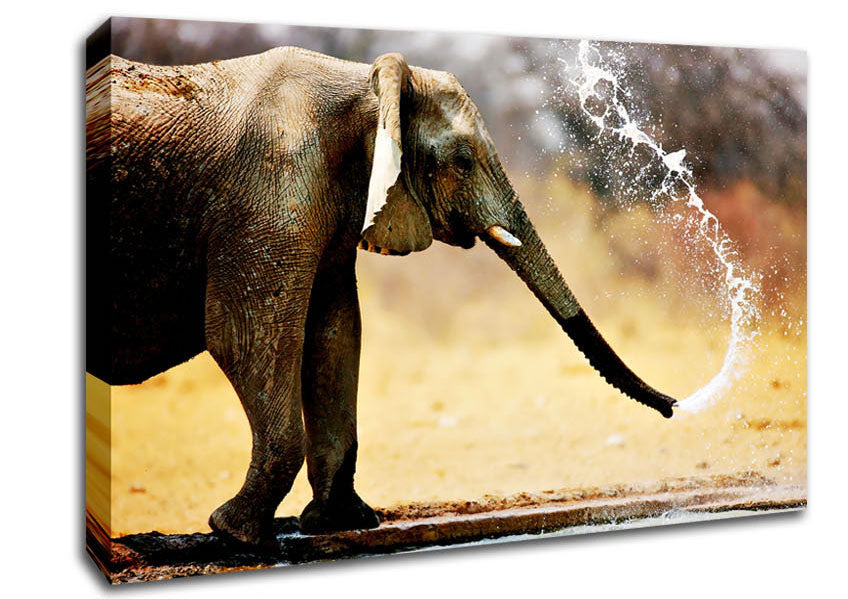 Elephant Bath Canvas Wall Art