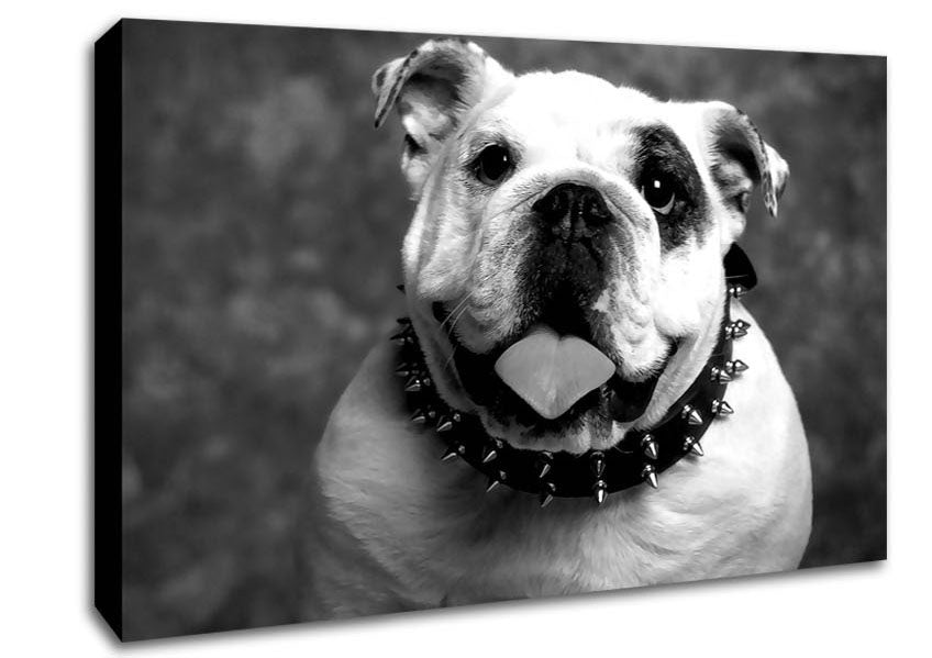English Bulldog Canvas Wall Art