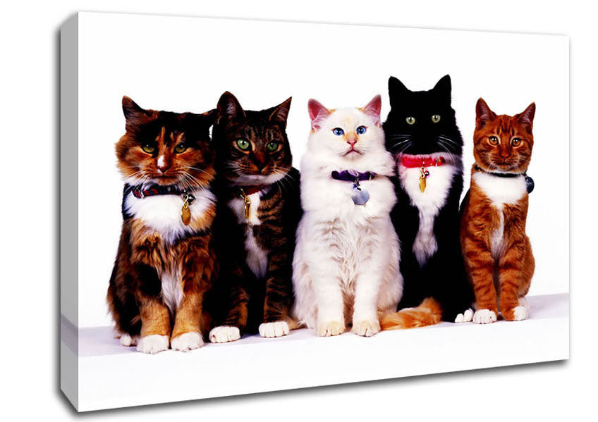 Family Of Cats Canvas Wall Art