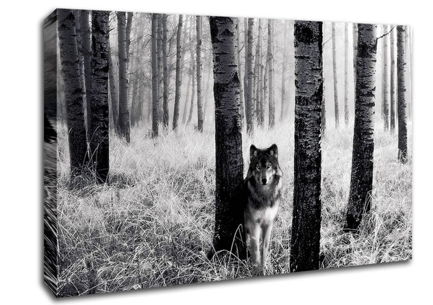 Forest Wolf Canvas Wall Art
