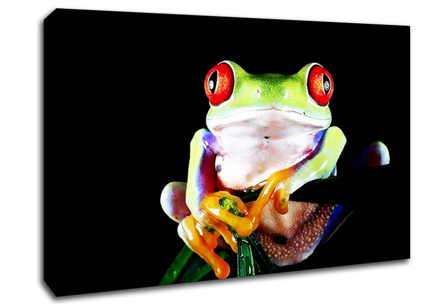 Frog Eyes Canvas Wall Art