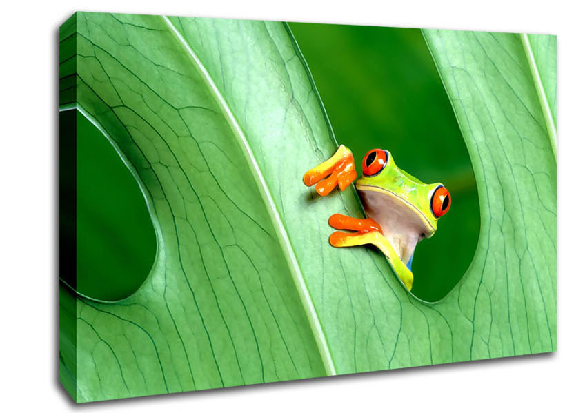 Frog Canvas Wall Art
