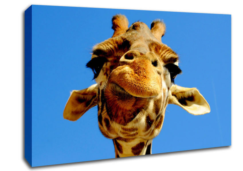 Giraffe Smile Canvas Wall Art