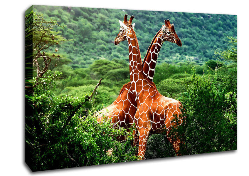 Giraffes Africa Canvas Wall Art