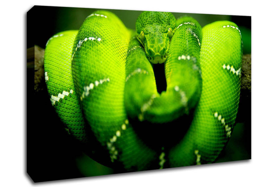 Green Snake Canvas Wall Art