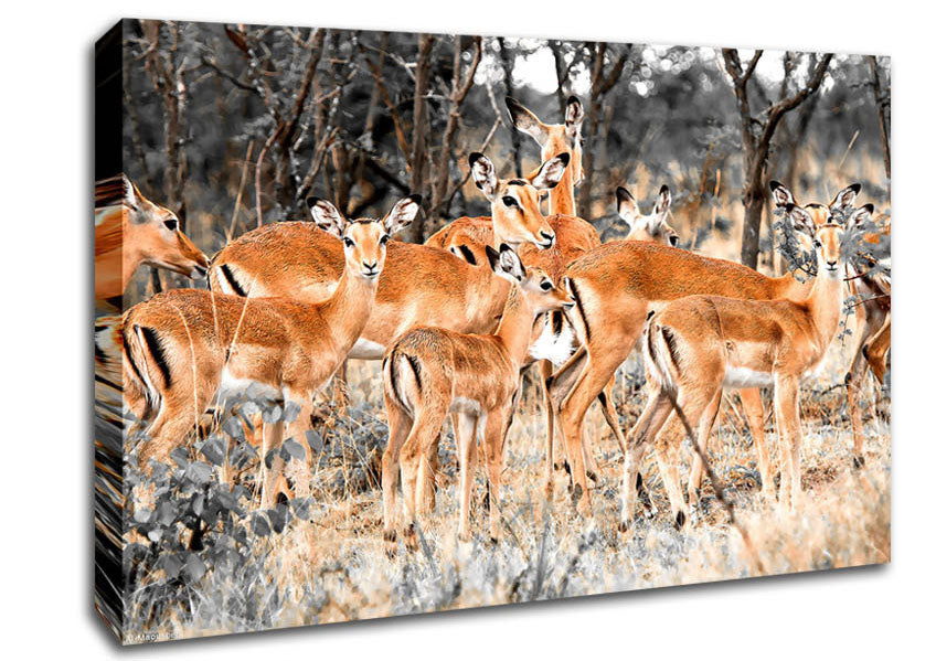 Herd Of Deer Canvas Wall Art