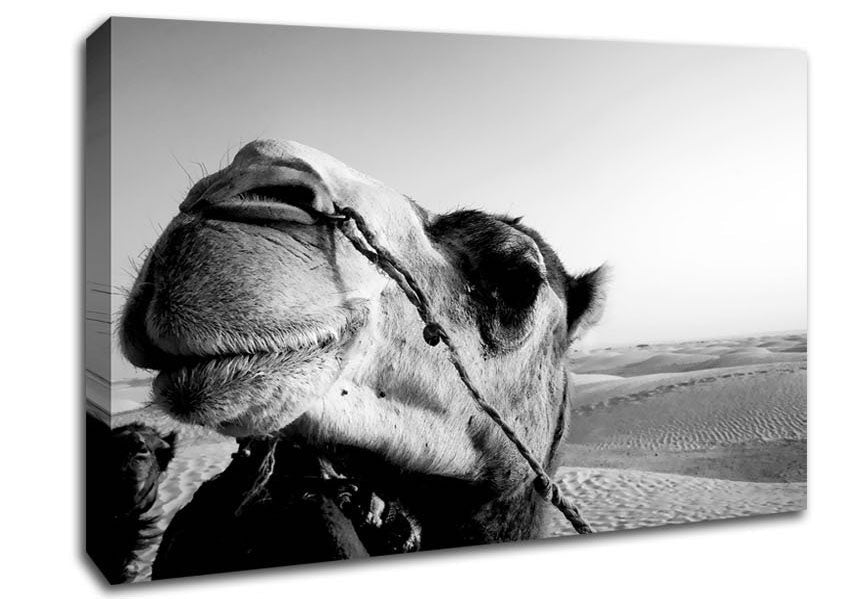 Heres Looking At You Camel Canvas Wall Art