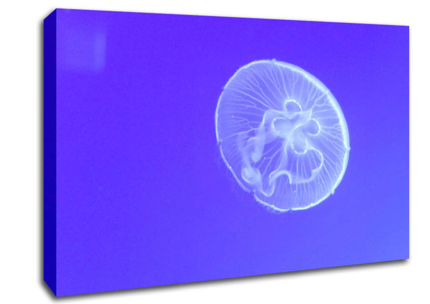 Horniman Jellyfish Canvas Wall Art