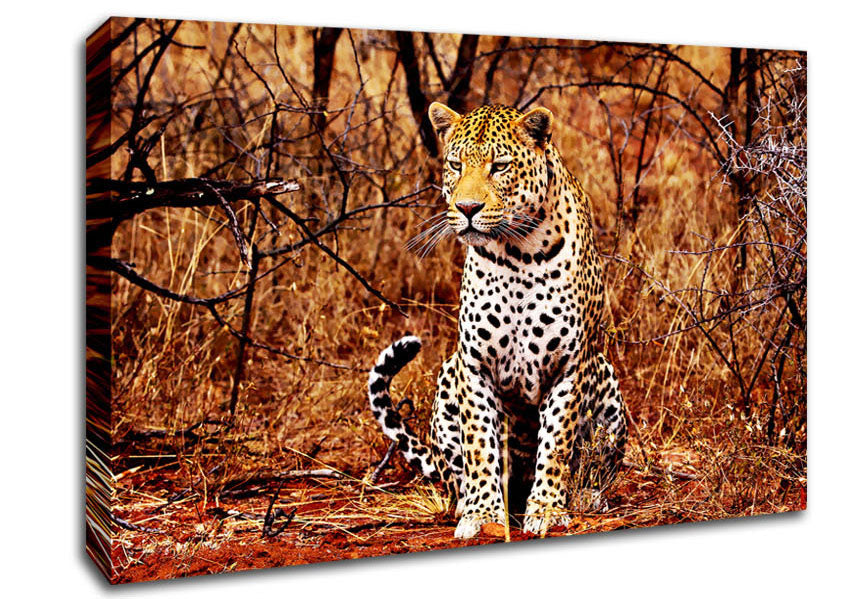 Leopard Hunt Canvas Wall Art