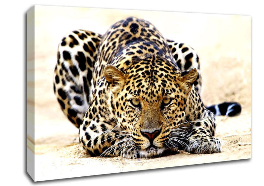 Leopard Staring Canvas Wall Art