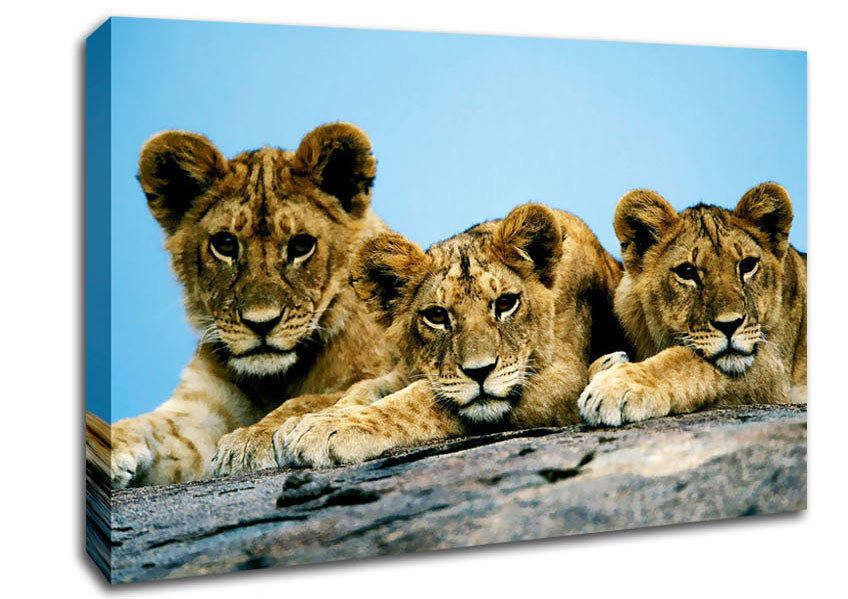 Lion Cub Trio Canvas Wall Art
