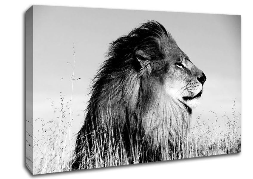 Lion On Watch Black n White Canvas Wall Art