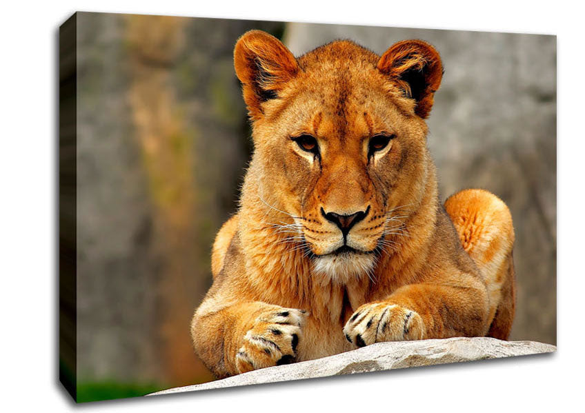 Lioness Watch Canvas Wall Art