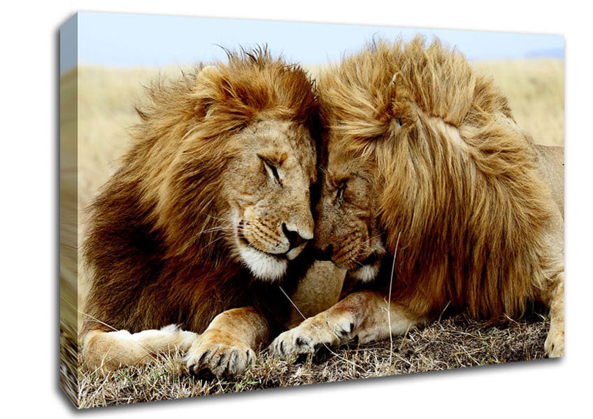 Lions Love Wild Cats Animals Canvas Wall Art