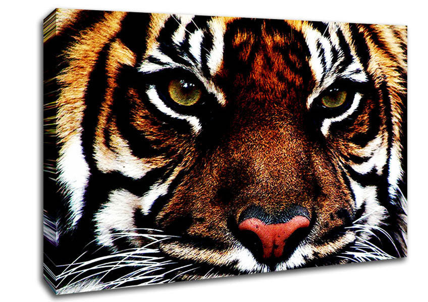 Male Tiger Face Canvas Wall Art