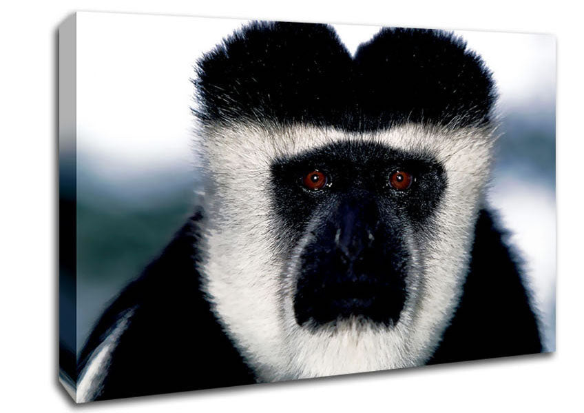 Monkey Face Canvas Wall Art