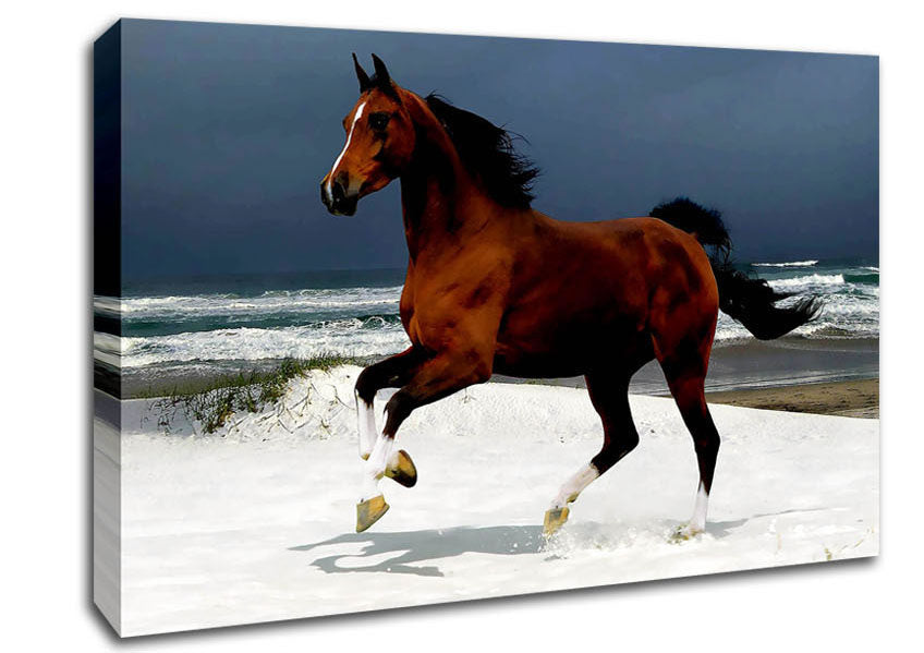 Ocean Horse Beauty Canvas Wall Art