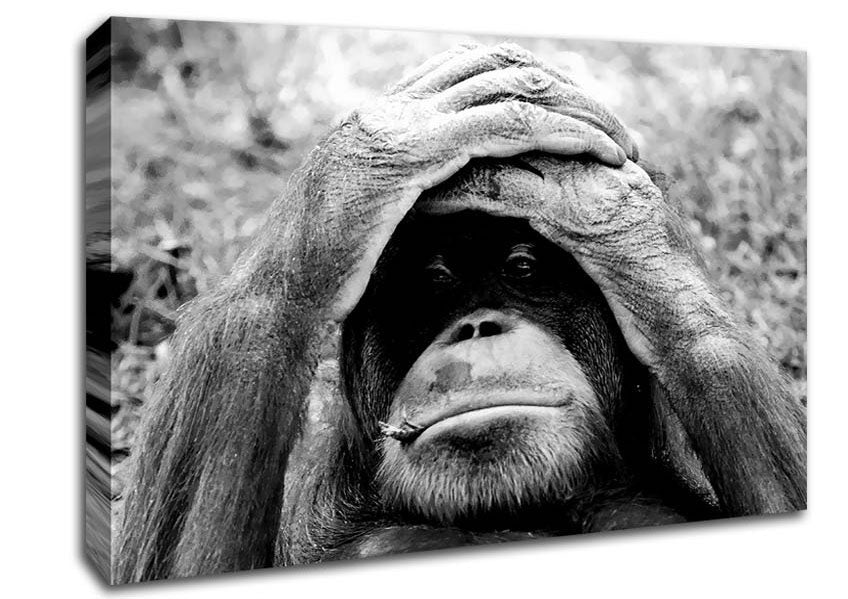 Orangutan Mishap Canvas Wall Art