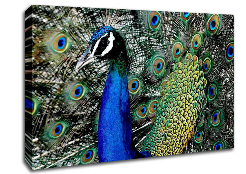 Peacock Stare Canvas Wall Art