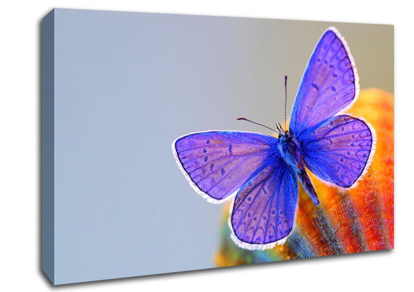 Purple Butterfly Canvas Wall Art