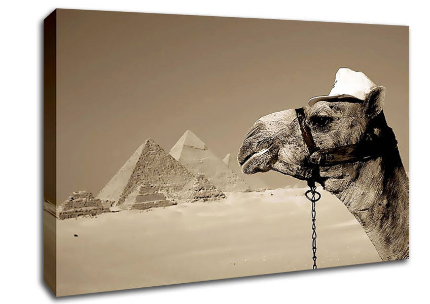 Pyramid Camel Canvas Wall Art