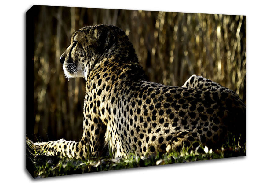 Resting Cheetah Canvas Wall Art
