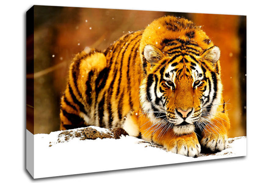Siberian Snow Tiger Canvas Wall Art