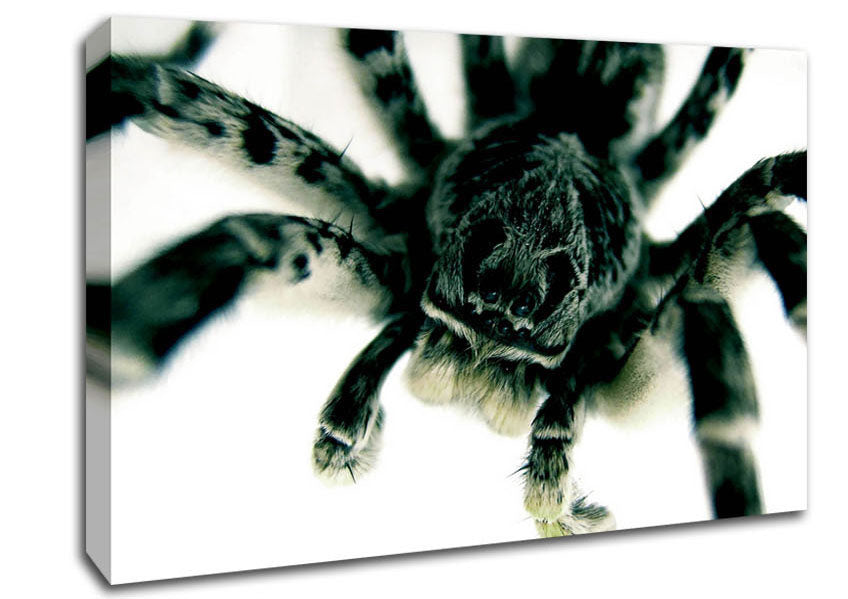 Spider Stare Canvas Wall Art